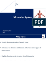 Muscular System