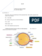 The Human Eye