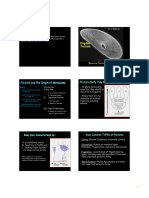 Protista 15