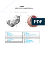 Cell Sturcture, Osmosis & Diffusion (Answer Key) 