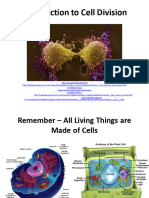 Cell Division Mitosis Meiosis