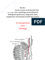 PA 29 Testicular Tumors