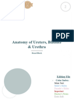 Anatomy of Ureters, Bladder & Urethra