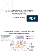 Hypothalamus Pituitary Gland 2028