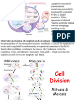 Cell Division Mitosis Meiosis Biology Lecture PowerPoint VCBCCT