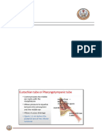 Anatomy - Sense Organs-Fourth Lecture-First Year - 1705250313