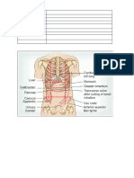 Abdominal Viscera