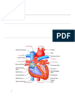 Parts of The Heart Handout