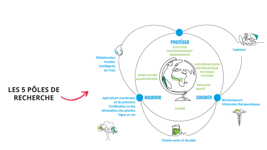 Schéma montrant les 5 pôles de recherches de l'UM : Agriculture, Environnement, Biodiversité (AEB) ; Biologie-Santé (BS) ; Chimie ; Mathématiques, Informatique, Physique et Systèmes (MIPS) ; Sciences sociales (SSOC)