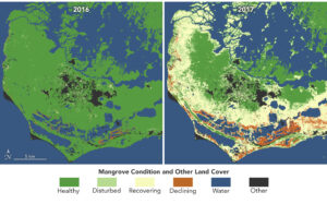 Map showing mangrove condition before and after Hurricane Irma in 2017. On the left is a map that shows healthy mangroves in the Florida Everglades. On the right is a map in which far more mangroves are disturbed, recovering or declining.