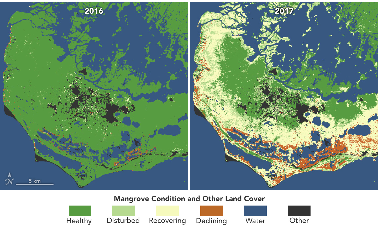 Map showing mangrove condition before and after Hurricane Irma in 2017. On the left is a map that shows healthy mangroves in the Florida Everglades. On the right is a map in which far more mangroves are disturbed, recovering or declining.