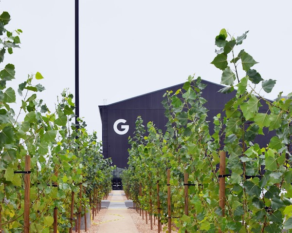 A Google office building in the background, with many new trees freshly planted in the foreground.