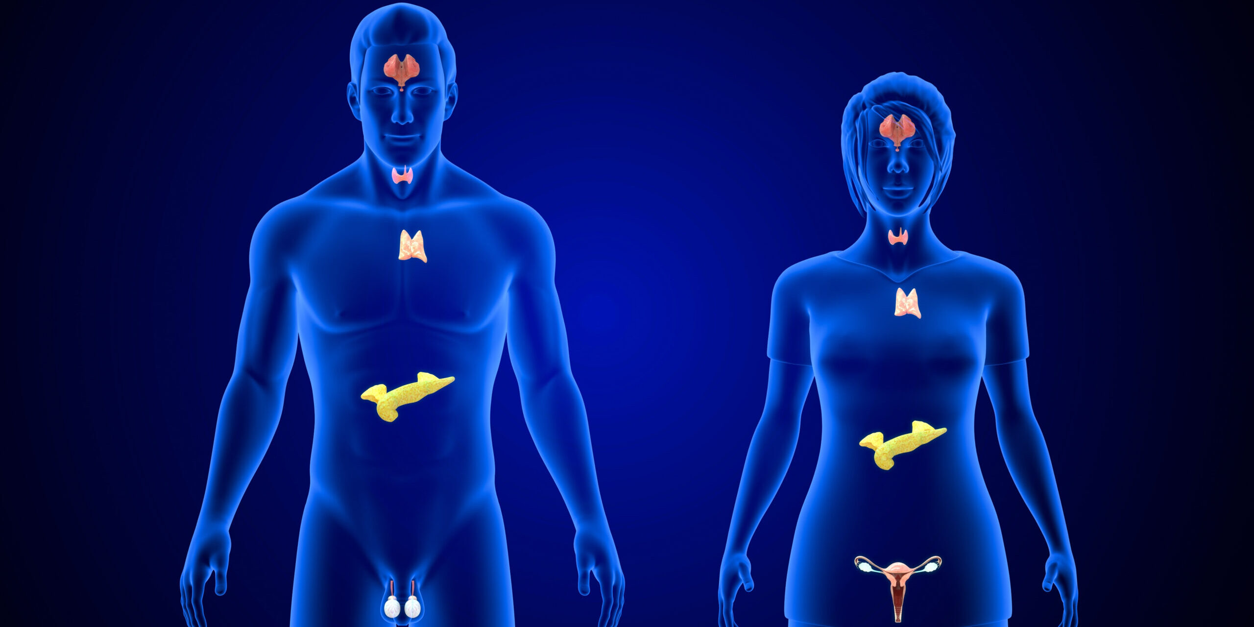 Endocrine glands through out the human body