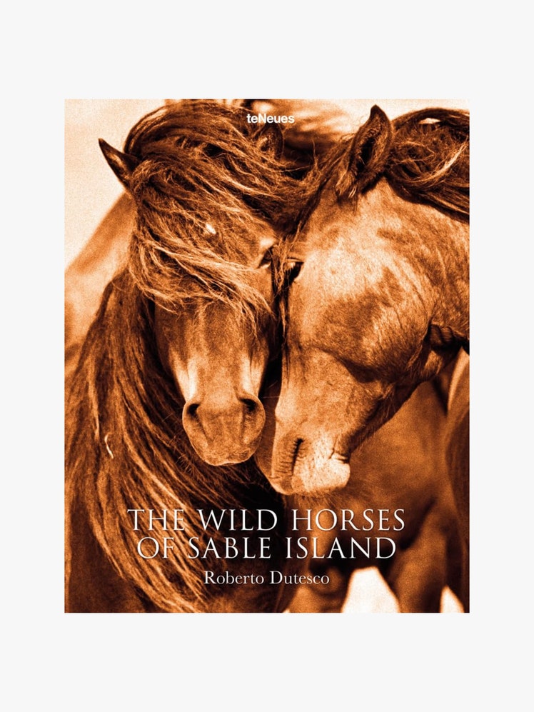 Book cover of The Wild Horses of Sable Island by Roberto Dutesco featuring a photograph of two brown horses holding...