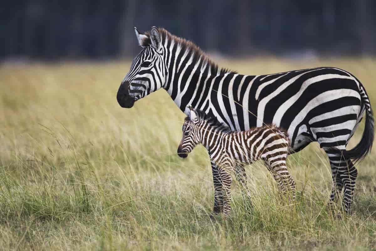 Zebraer