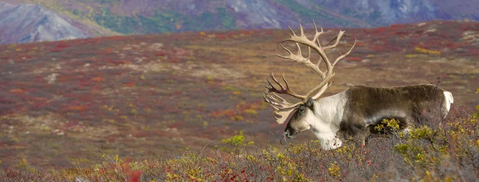 Rensdyr (Rangifer tarandus) på tundra i Nordamerika