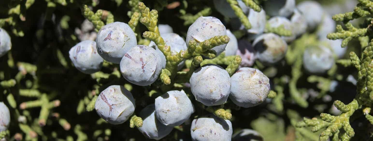 Juniperus osteosperma er en nordamerikansk ene, som er udbredt fra Idaho og Montana i nord til New Mexico i syd