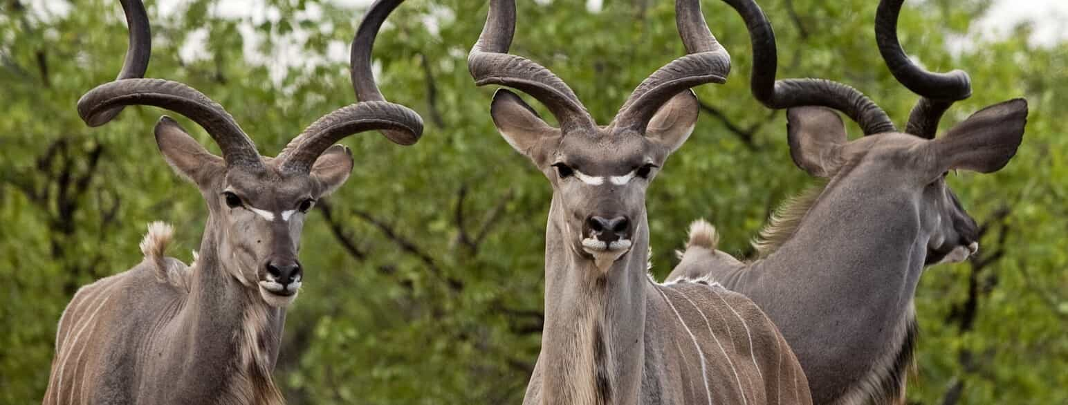 Hanner af stor kudu (Tragelaphus strepsiceros)