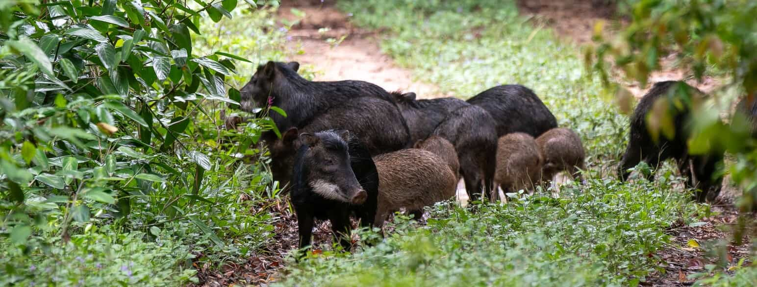 Flok af hvidskæggede navlesvin (Tayassu pecari) i Espírito Santo, Brasilien