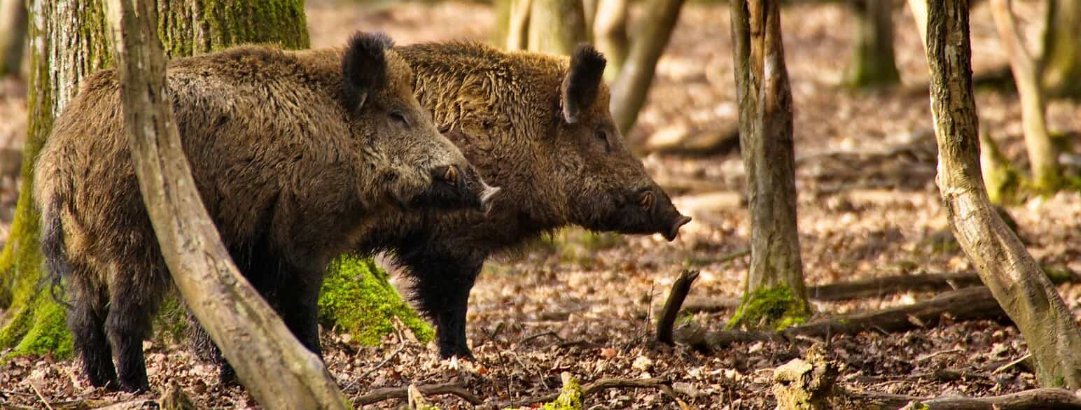 Vildsvin i en skov sydvest for Paris, Frankrig