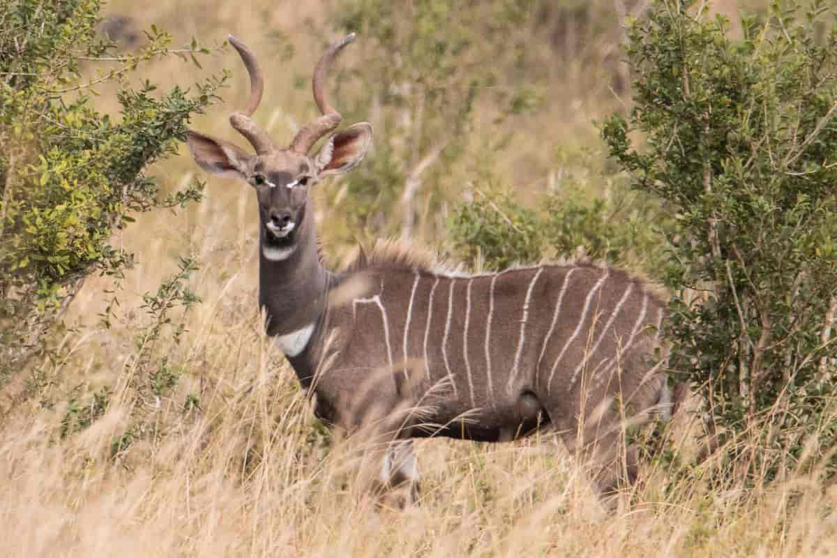 Kudu