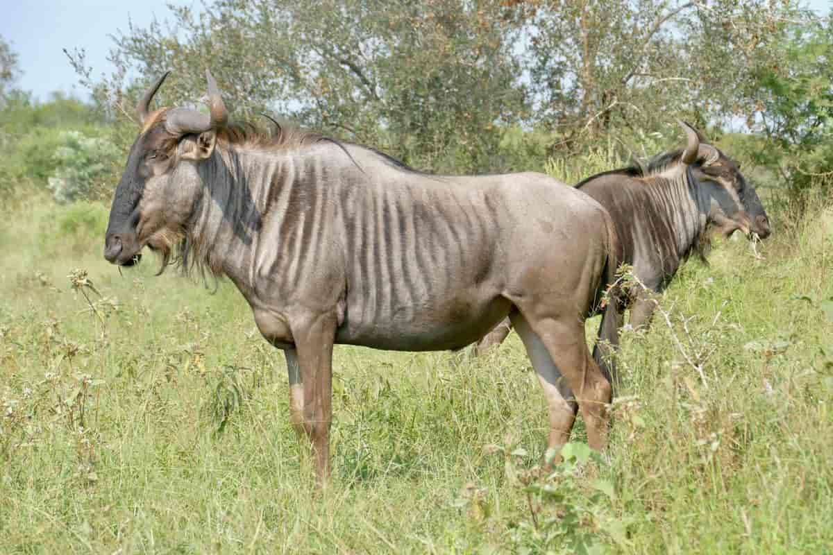 Gnu