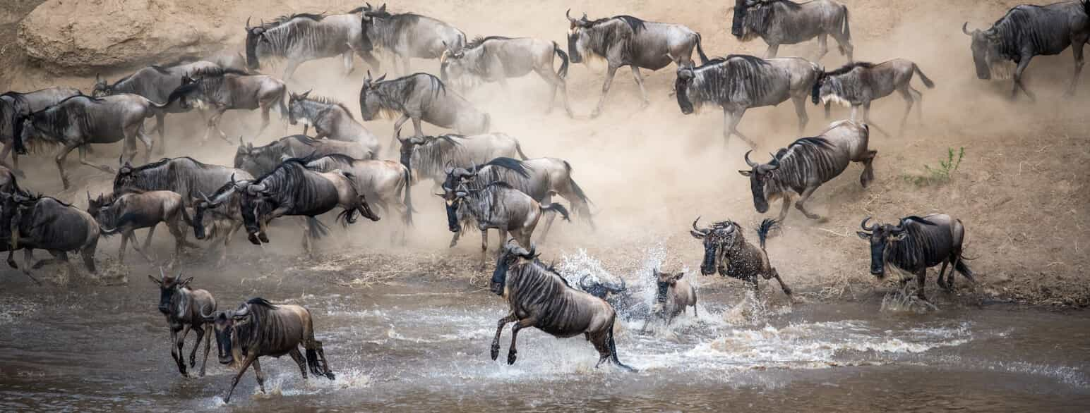 Gnuer krydser Marafloden i Masai Mara, Kenya, under den årlige vandring