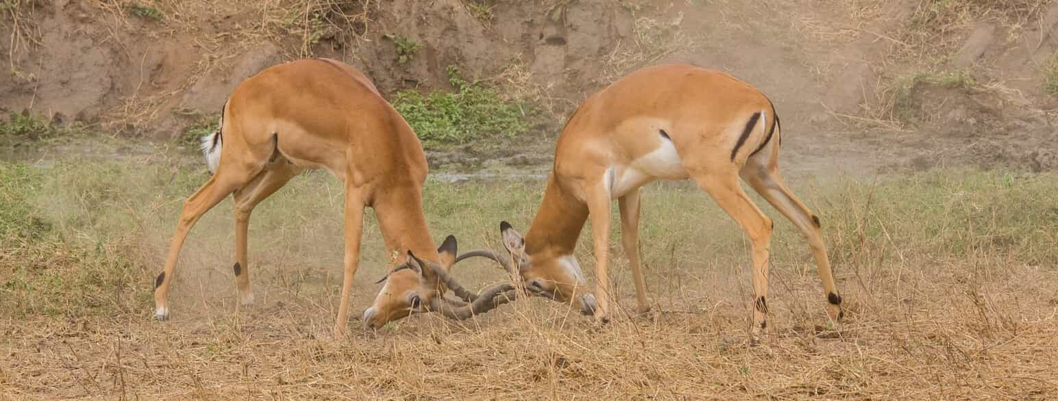 To impala-hanner kæmper om territorier i Tsavo West Nationalpark i Kenya