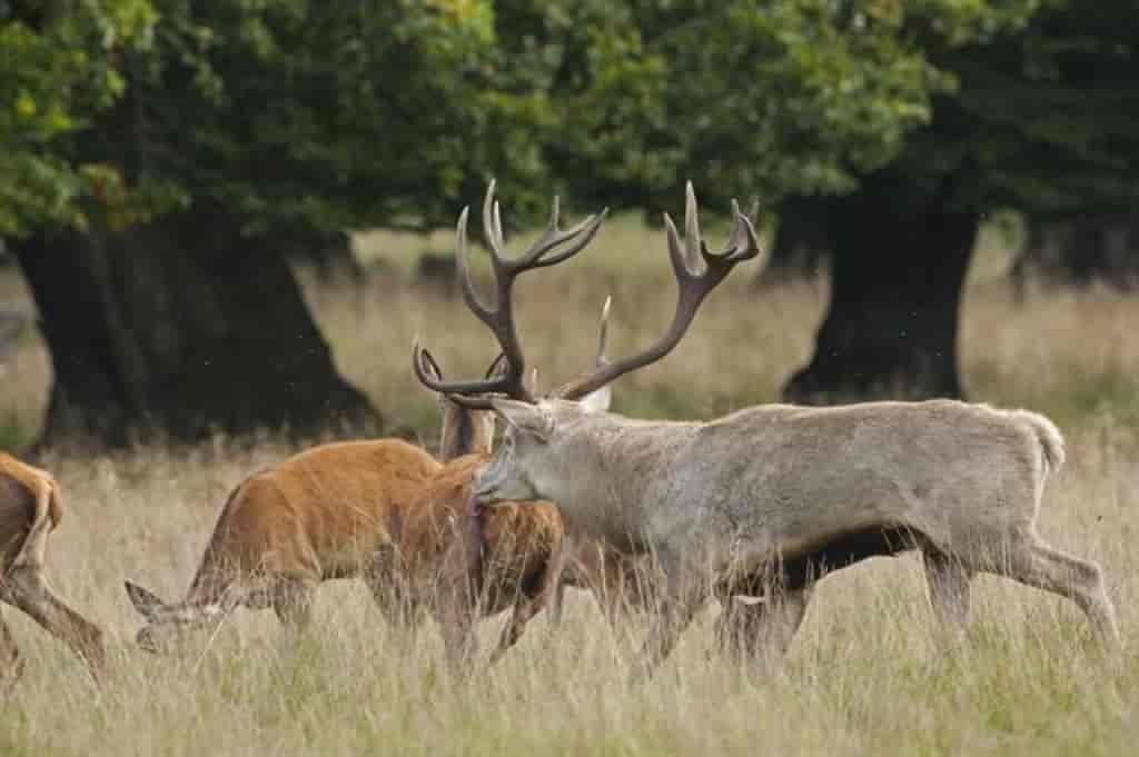 Cervus elaphus