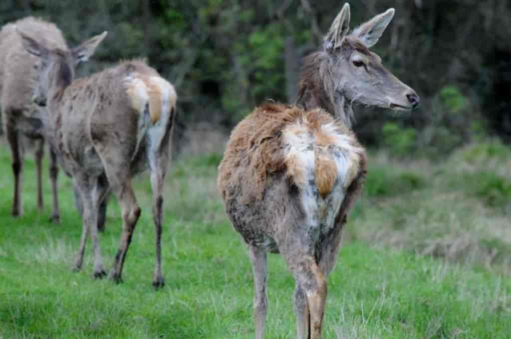 Cervus elaphus