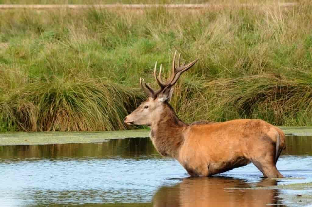 Cervus elaphus