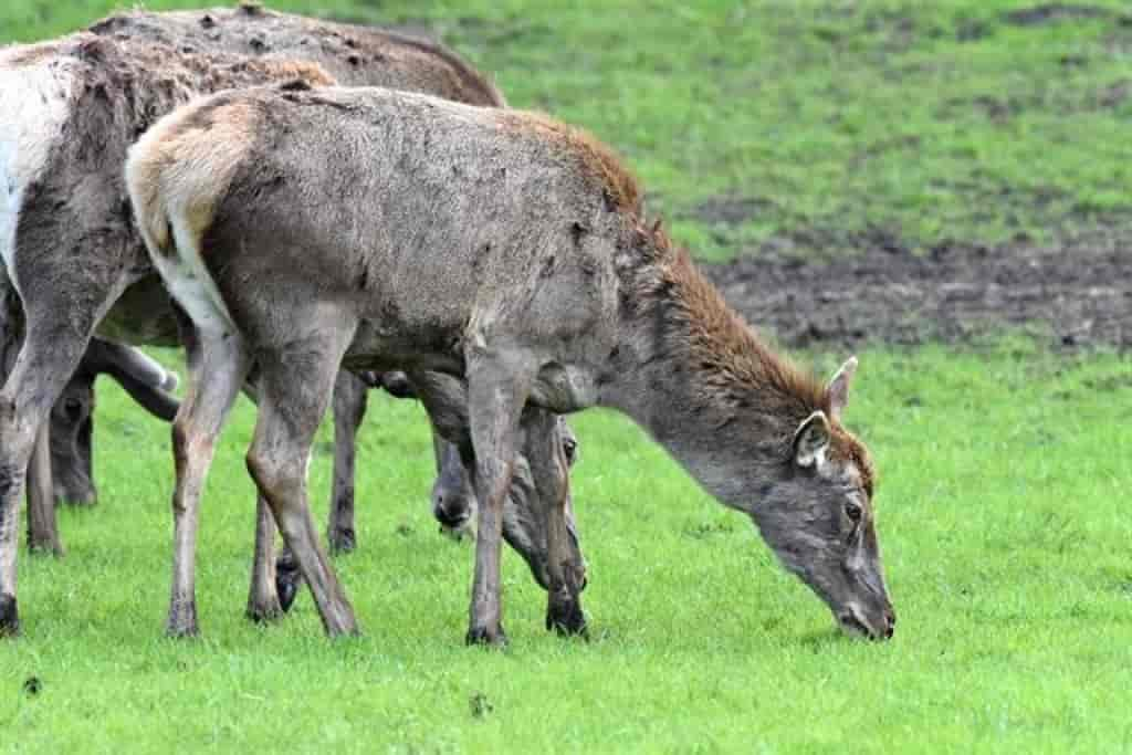 Cervus elaphus