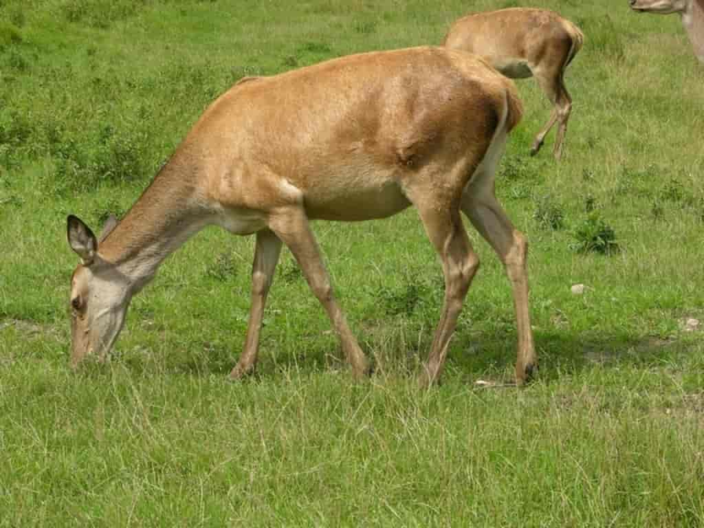 Cervus elaphus