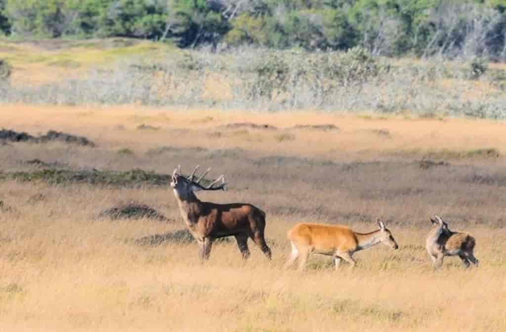 Cervus elaphus