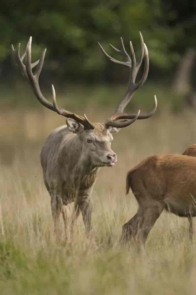 Cervus elaphus