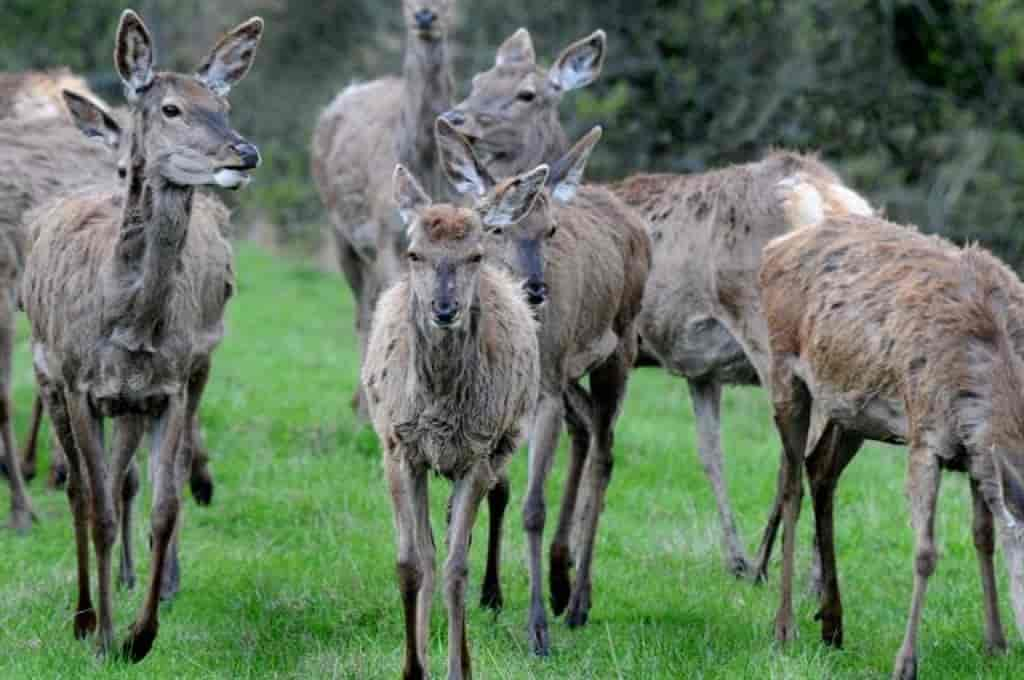 Cervus elaphus