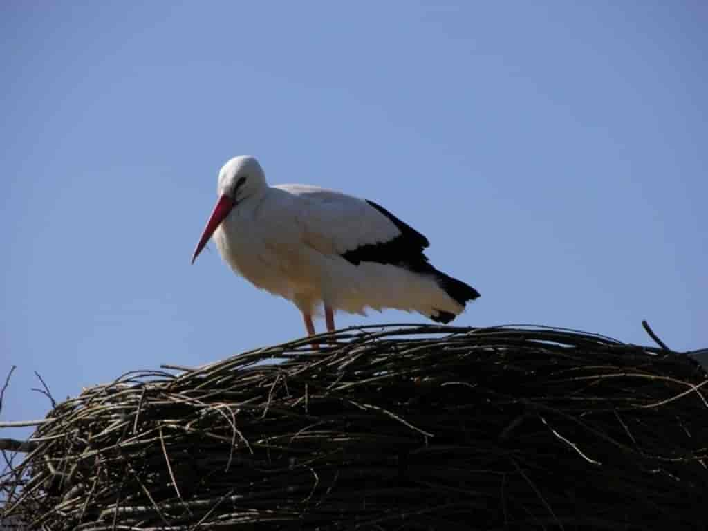 Ciconia ciconia