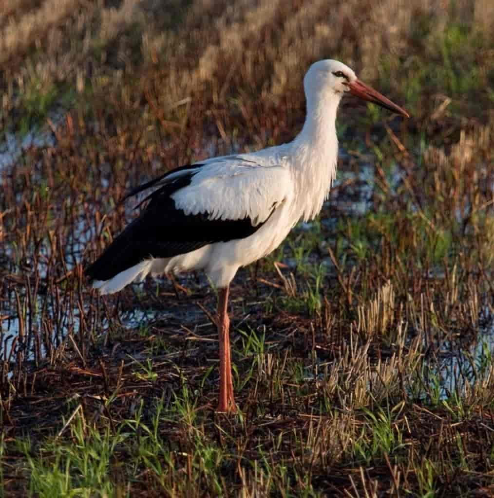 Ciconia ciconia