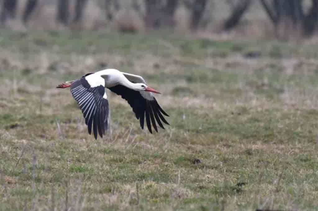 Ciconia ciconia