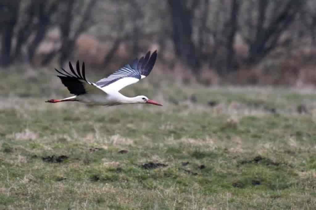 Ciconia ciconia