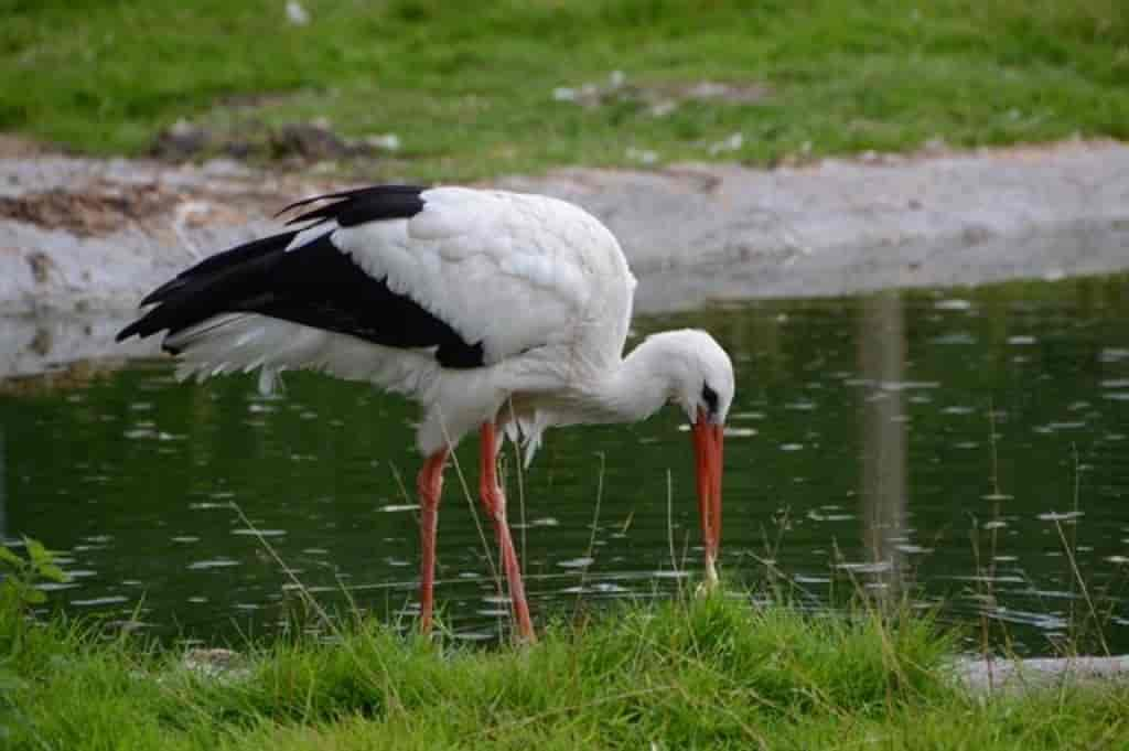 Ciconia ciconia