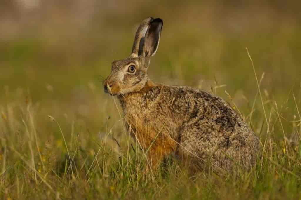 Lepus europaeus