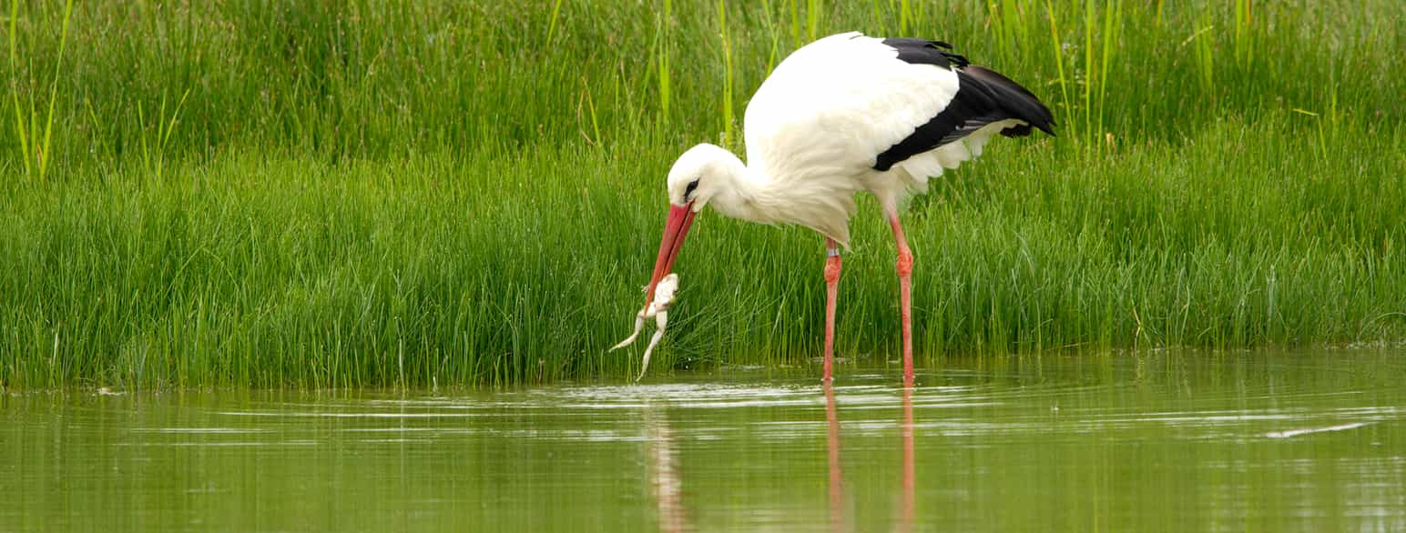 Stork har fanget en frosk