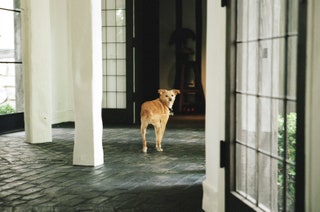 Ariana Grande en su boda el perro Toulouse