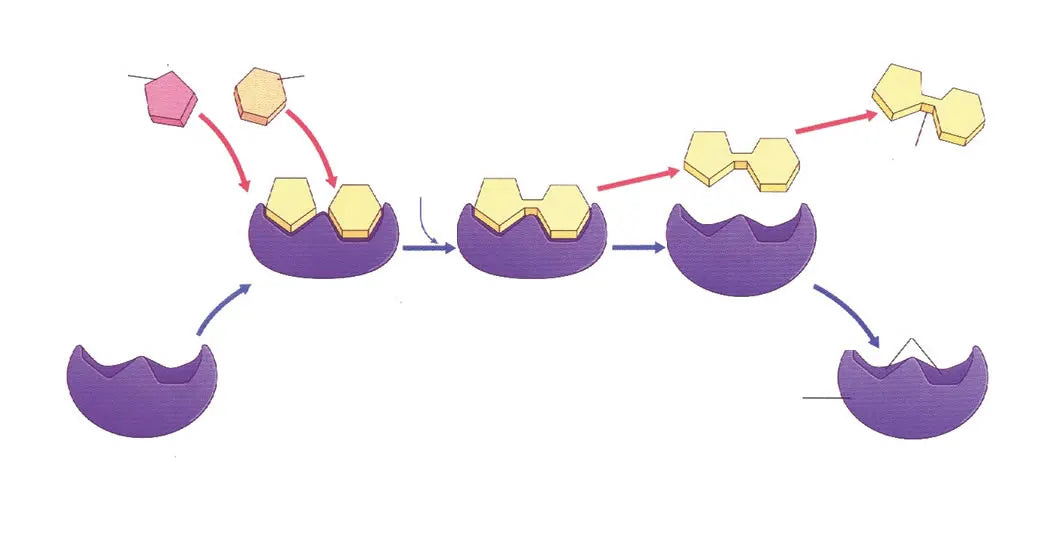 Enzymes for plants