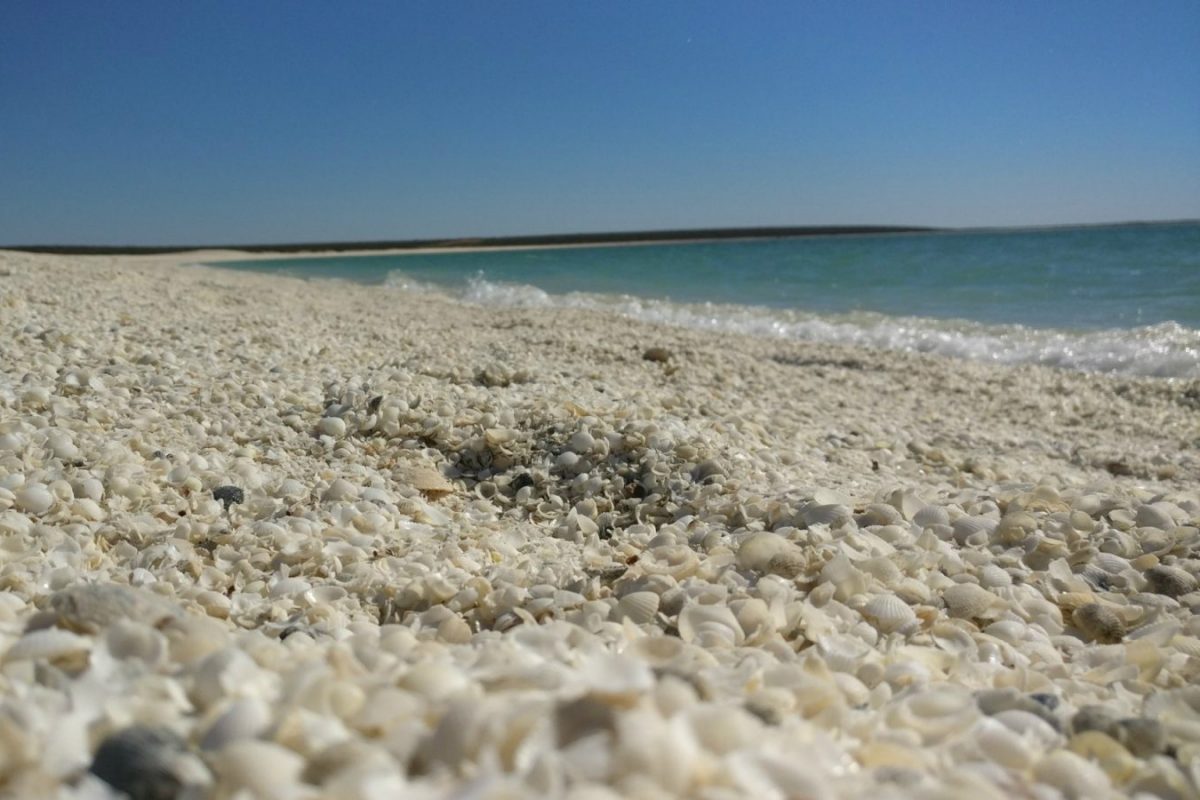 Article : Shark Bay, la splendeur péninsulaire