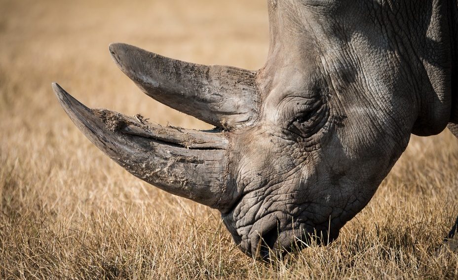 Article : Le Rhino en ville, derrière la clôture électrique