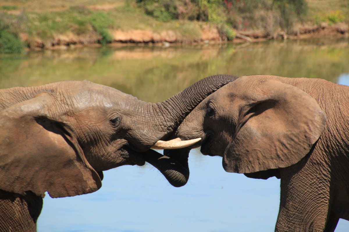 Article : Les aires protégées en Côte d’Ivoire, poumons de la biodiversité