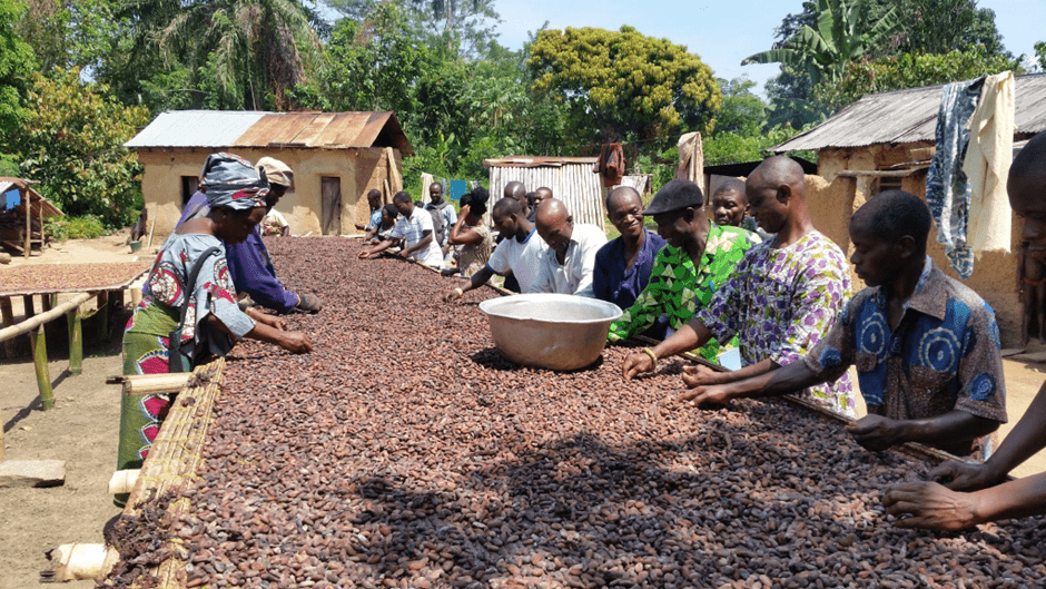 Article : Cacao bio et chocolat équitable : quand la situation des planteurs rencontre enfin des alternatives