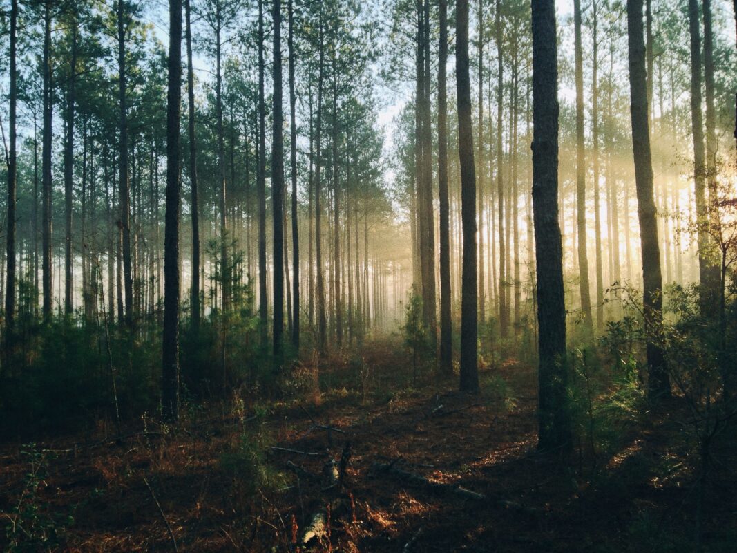 Article : Ma langue de bois